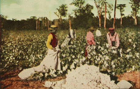 Cotton Pickers, Texas 1913