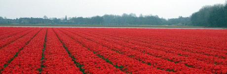 Tulpenveld, foto Sheila Ellen (Wikimedia Commons)