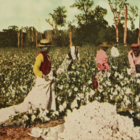 Cotton Pickers, Texas 1913