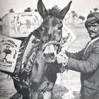 Distribution of Anglo-Persian kerosene