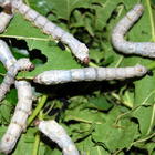 Silkworms (Bombyx Mori)